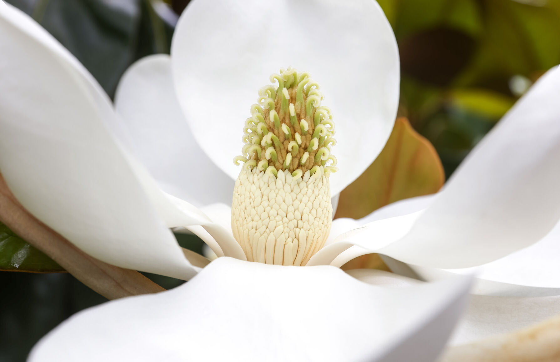 061021-cdp-news-magnolia698.JPG